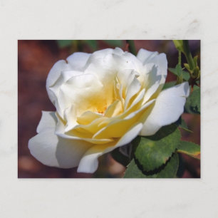 Postal Postcarta de inspiración que florece