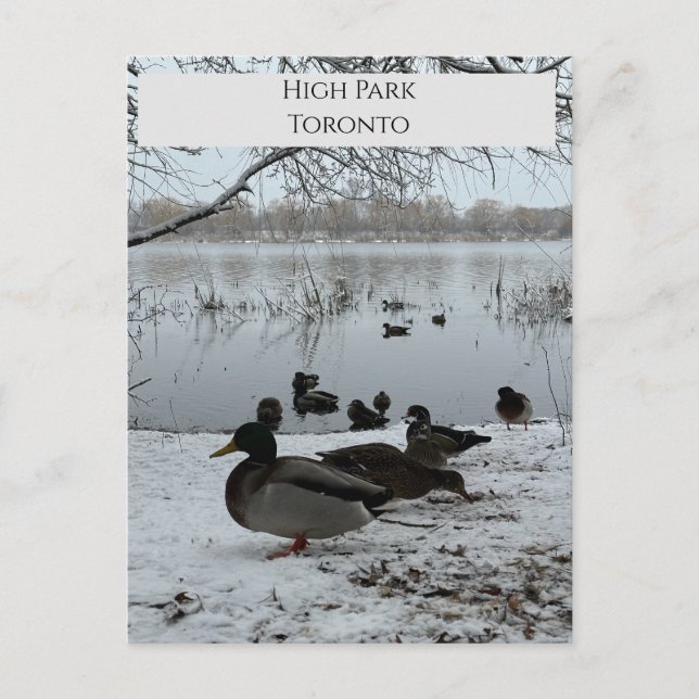 Postal Postcarta de invierno en High Park Toronto (Anverso)