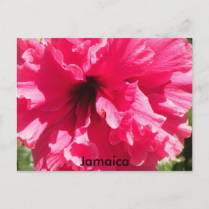 Postal Postcarta de Jamaica Hibiscus