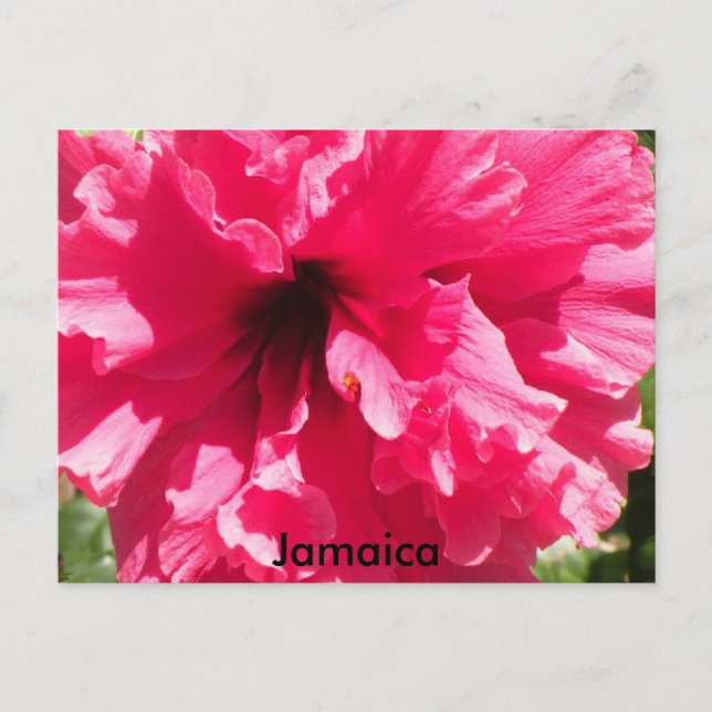 Postal Postcarta de Jamaica Hibiscus (Anverso)