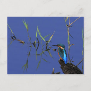 Postal Postcarta de Kingfisher en reposo