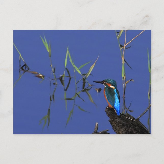 Postal Postcarta de Kingfisher en reposo (Anverso)