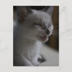 Postal Postcarta de Kitten Meowing