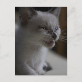 Postal Postcarta de Kitten Meowing