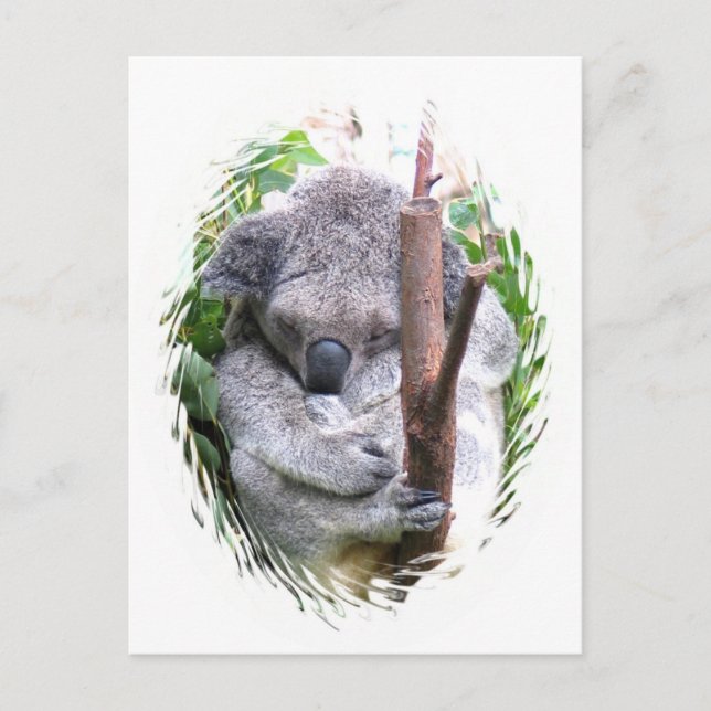Postal Postcarta de Koala Cuddle (Anverso)