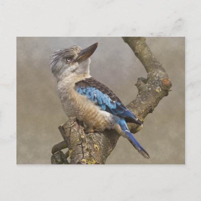 Postal Postcarta de Kookaburra (Anverso)