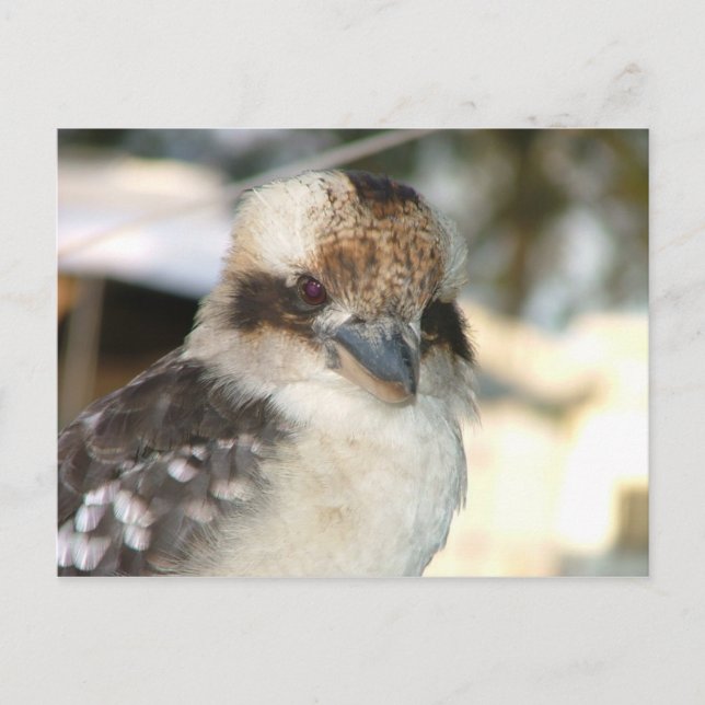 Postal Postcarta de Kookaburra (Anverso)