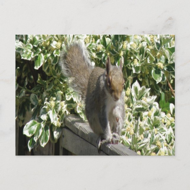 Postal Postcarta de la ardilla (Anverso)