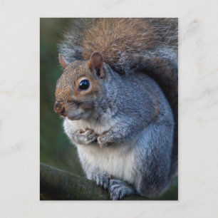 Postal Postcarta de la ardilla gris