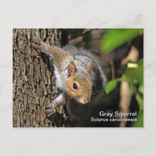 Postal Postcarta de la ardilla gris