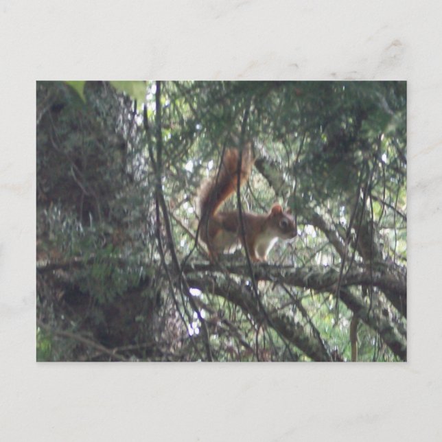 Postal Postcarta de la ardilla roja (Anverso)
