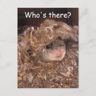 Postal Postcarta de la ardilla voladora