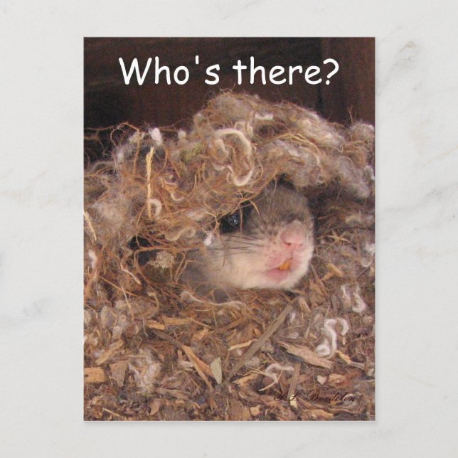 Postal Postcarta de la ardilla voladora (Anverso)