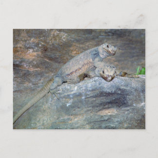Postal Postcarta de la cabeza de Chuckwalla