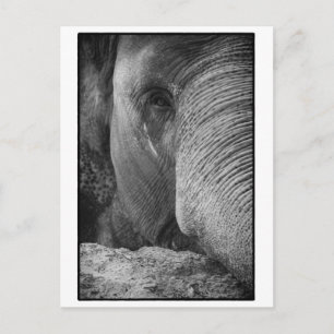 Postal Postcarta de la cara del elefante asiático