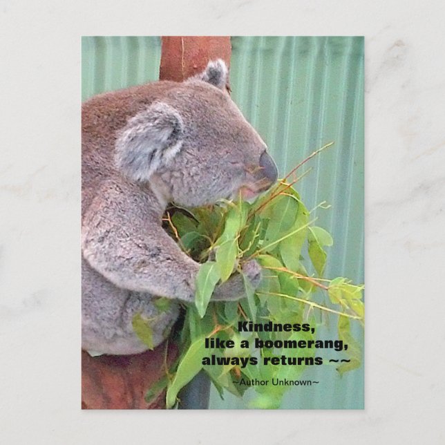 Postal Postcarta de la cita de la bondad de Koala (Anverso)