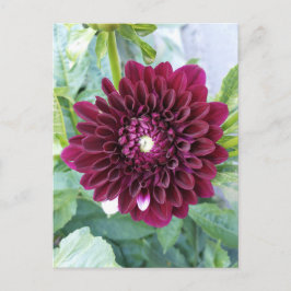Postal Postcarta de la flor de Dahlia Púrpura Profunda