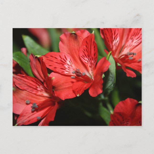 Postal Postcarta de la flor de la alstroemeria roja (Anverso)