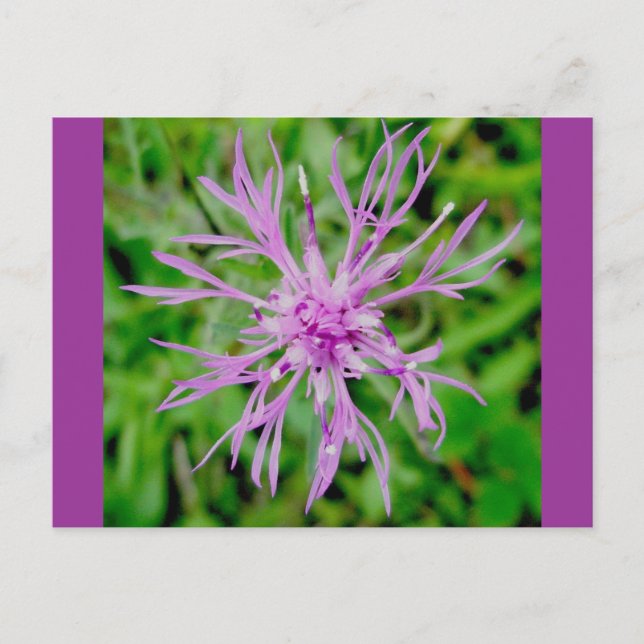 Postal Postcarta de la flor del tilo (Anverso)