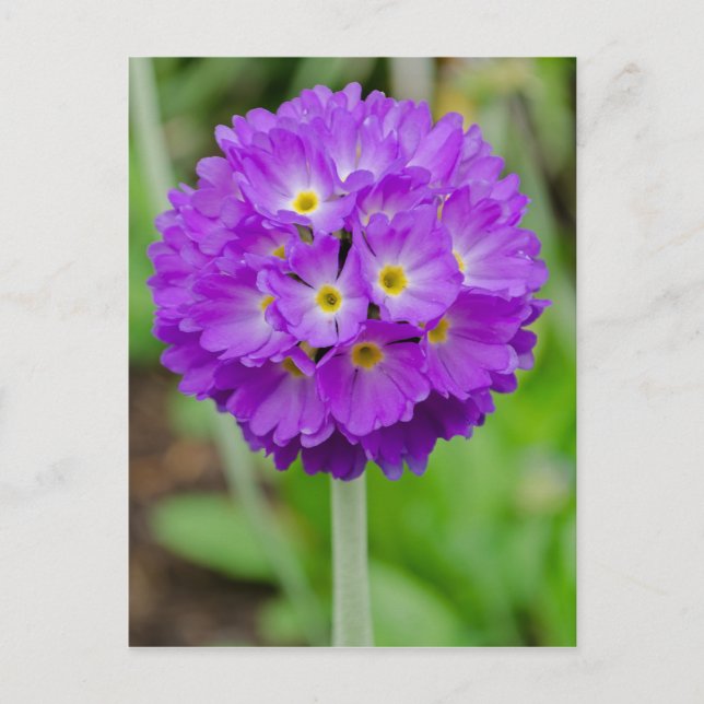 Postal Postcarta de la flor Purple Primula (Anverso)