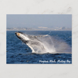 Postal Postcarta de la fractura de ballena de Humpback