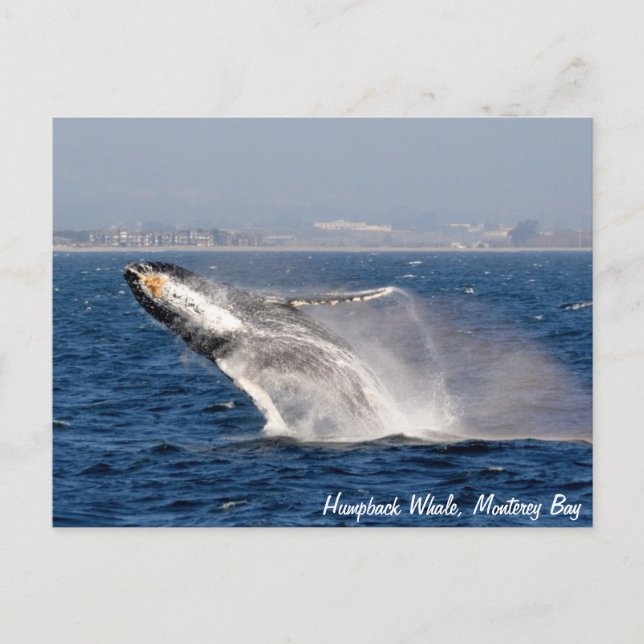 Postal Postcarta de la fractura de ballena de Humpback (Anverso)