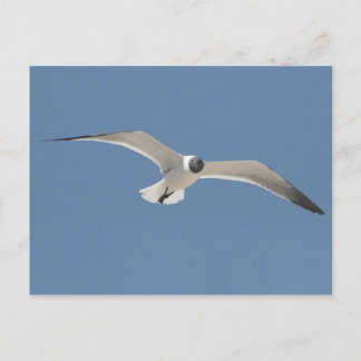 Postal Postcarta de la gaviota voladora A5