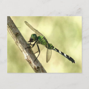 Postal Postcarta de la libélula oriental de Pondhawk