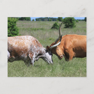 Postal Postcarta de la lucha de las vacas longhorenses de