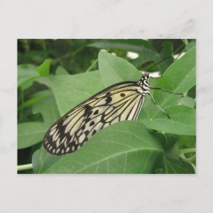 Postal Postcarta de la macro de mariposa de cometa de pap