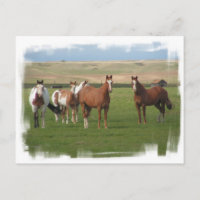 Postcarta de la manada de caballos del cuarto