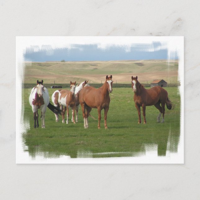 Postal Postcarta de la manada de caballos del cuarto (Anverso)