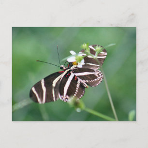 Postal Postcarta de la mariposa de larga duración de cebr