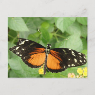 Postal Postcarta de la mariposa de larga duración del tig