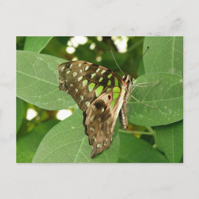 Postal Postcarta de la mariposa verde tropical irlandesa (Anverso)
