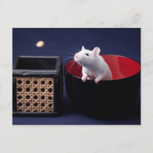 Postal Postcarta de la mesa Luna