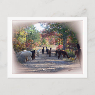 Postal Postcarta de la montaña otoño