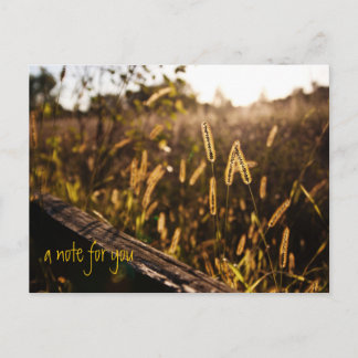 Postal Postcarta de la noche del oro