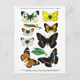 Postal Postcarta de la Placa II de las Mariposas Europeas