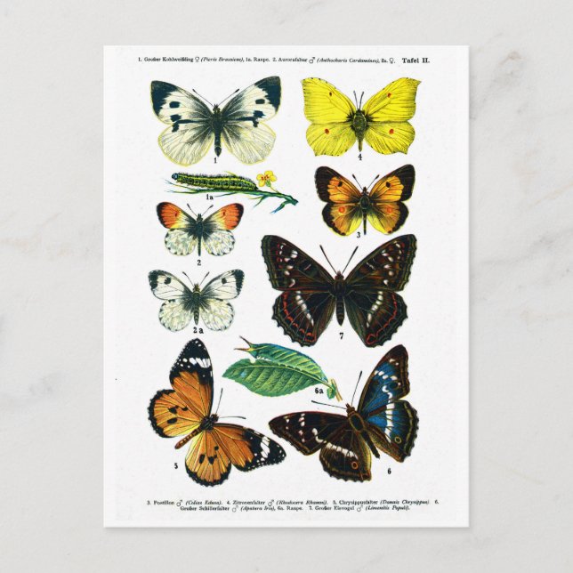 Postal Postcarta de la Placa II de las Mariposas Europeas (Anverso)