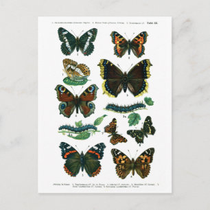 Postal Postcarta de la Placa III de mariposas europeas