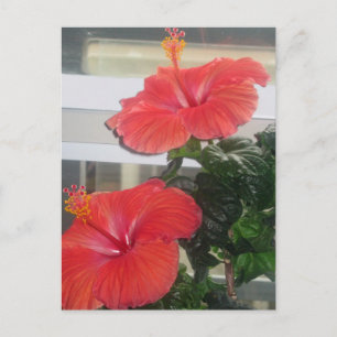 Postal Postcarta de la planta de Hibiscus House