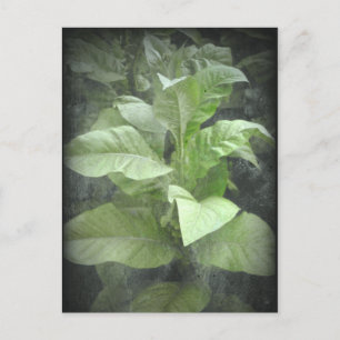 Postal Postcarta de la planta de tabaco