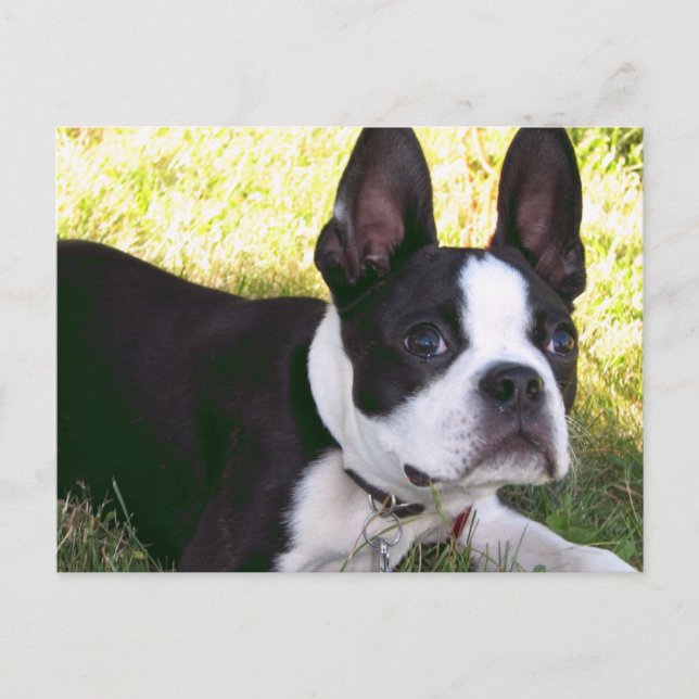 Postal Postcarta de la policía de Boston Terrier (Anverso)