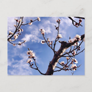 Postal Postcarta de la primavera del cielo florece