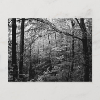 Postal Postcarta de la Selva Negra y Blanca