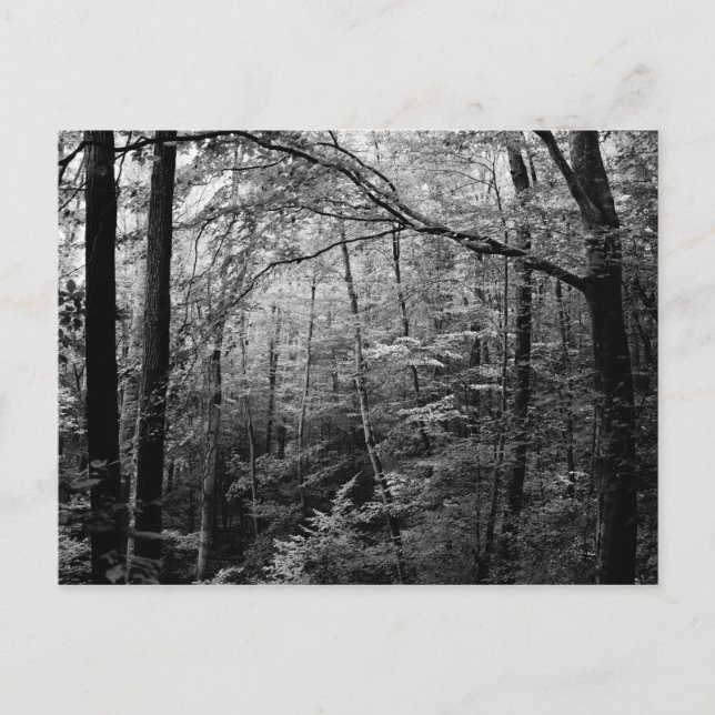 Postal Postcarta de la Selva Negra y Blanca (Anverso)