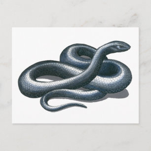 Postal Postcarta de la serpiente índigo oriental