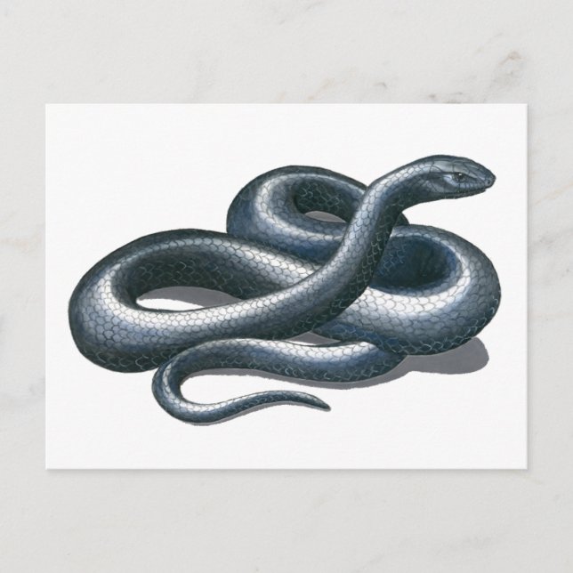 Postal Postcarta de la serpiente índigo oriental (Anverso)