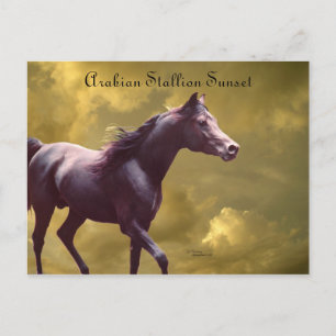 Postal Postcarta de la tormenta árabe Stallion Stormy Sun